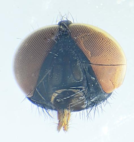 Delia platura